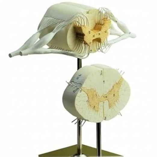 Life Size Human Spinal Cord Model with Brain Stem & Nerve Branches Realistic Spine & Nervous System Anatomy for Medical, Nursing, MBBS