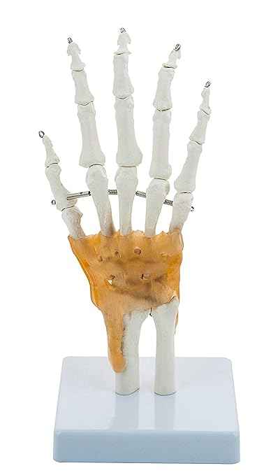 Hand and Wrist Skeleton Model, with Flexible Ligaments to Show Movement, Life Size, Medical Anatomical Model