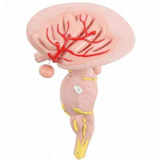 Brain Stem Enlarged Model High Detail Human Brain Anatomy Teaching Model for Medical, Nursing, Physiotherapy & Neuroscience Students