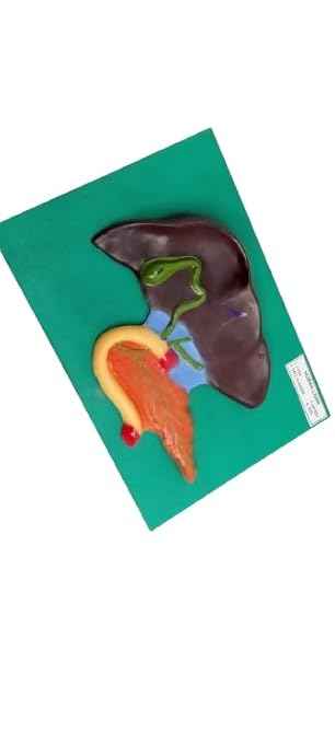 Liver anatomy,Hepatocytes,Liver lobules,Hepatic portal system