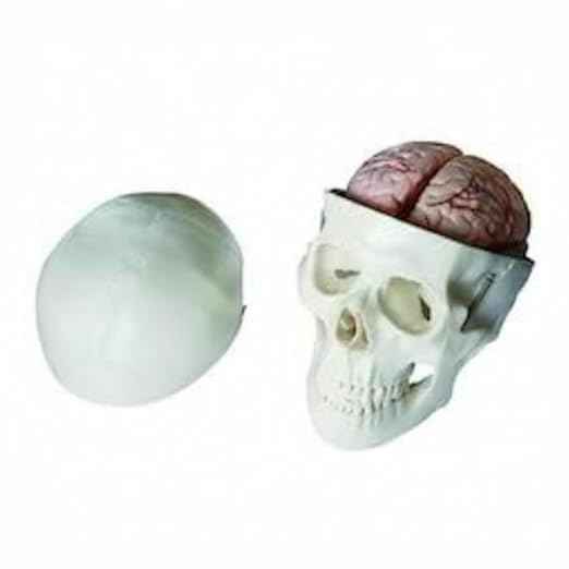 Life Size Human Skull ModelPart Detachable Anatomical Model Teaching Medical Students, Dental Study, Biology Labs & Classroom