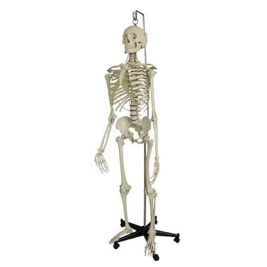 5 ft life size Articulated human skeleton model with stand plastic Rolling base and iron rod