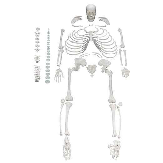 Human Skeleton Disarticulated Bones – Life Size Anatomical Teaching Model for Medical, Nursing & Biology Students – Durable PVC Construction for Anatomy Study & Lab