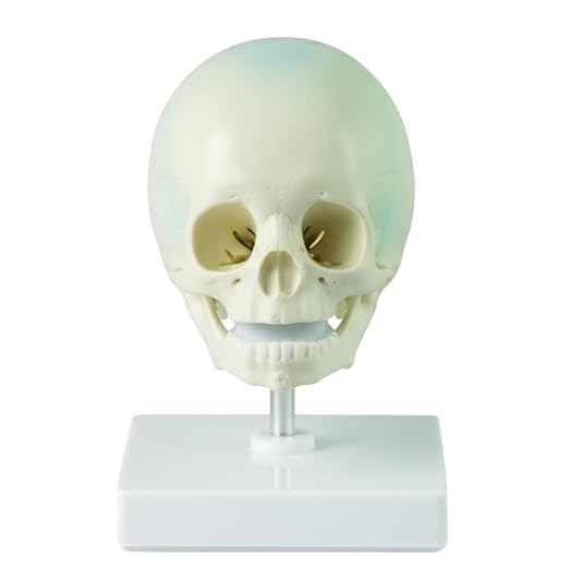 Life Size Full Term Fetus Skull Model | Human Anatomical Medical Teaching Model | Realistic Fetal Skull with Sutures | Educational Tool for Medical Students, Nursing Colleges