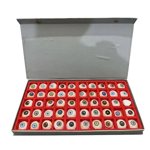 Artificial Eye Prosthetic Model | Synthetic Ocular Simulation Eye Anatomy Model | Realistic Eye Replica for Medical Students, Doctors, Training, Classroom Teaching & Demonstration