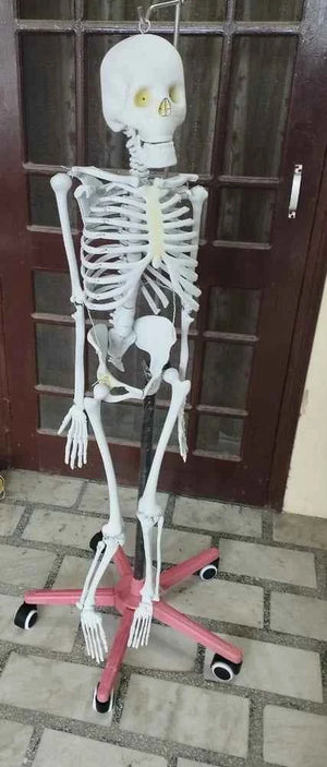 Human Skeleton Model with stand - Laboratorydeal
