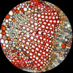 Microscope Camera 5 MP with Software HD Reasurach camera