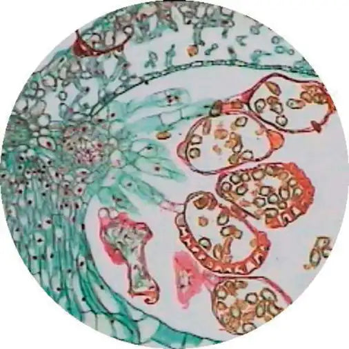 Microscope Camera 5 MP with Software HD Reasurach camera