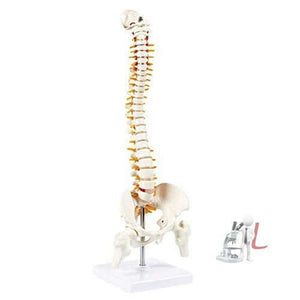21 Inches Tall Human Spine 3d Model for Chiropractor and Osteopath - Laboratorydeal