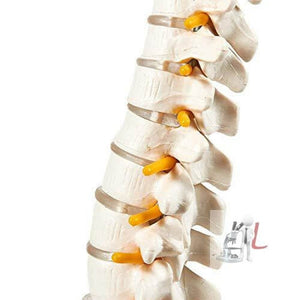 21 Inches Tall Human Spine 3d Model for Chiropractor and Osteopath - Laboratorydeal