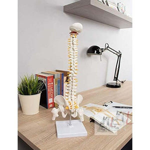 21 Inches Tall Human Spine 3d Model for Chiropractor and Osteopath - Laboratorydeal