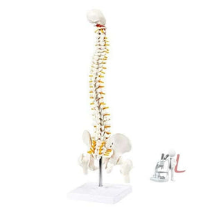 21 Inches Tall Human Spine 3d Model for Chiropractor and Osteopath - Laboratorydeal