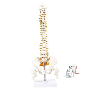 21 Inches Tall Human Spine 3d Model for Chiropractor and Osteopath - Laboratorydeal