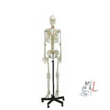 ARGLabs Human Skeleton Female Life Size Articulated- 