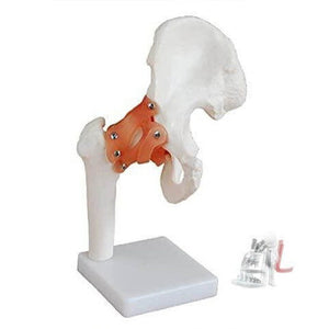 Ajanta Export hip joint ligaments - Laboratorydeal