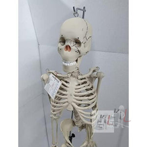 Articulated Human Skeleton Model with Stand (5 Feet) - Laboratorydeal