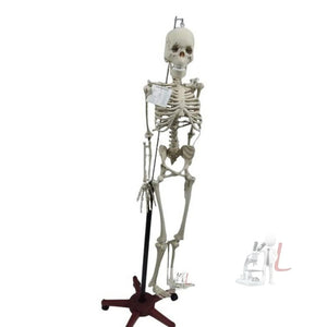 Articulated Human Skeleton Model with Stand (5 Feet) - Laboratorydeal