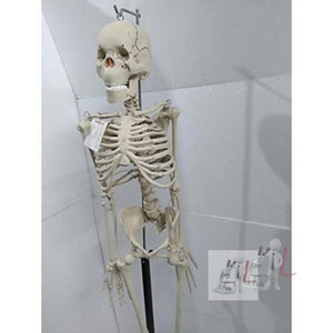 Articulated Human Skeleton Model with Stand (5 Feet) - Laboratorydeal