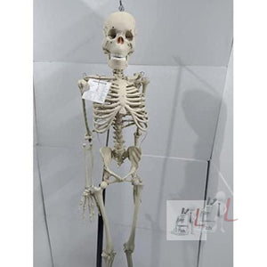 Articulated Human Skeleton Model with Stand (5 Feet) - Laboratorydeal
