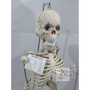 Articulated Human Skeleton Model with Stand (5 Feet) - Laboratorydeal