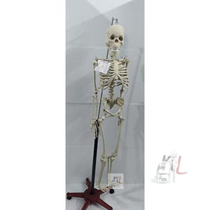 Articulated Human Skeleton Model with Stand (5 Feet) - Laboratorydeal