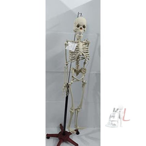 Articulated Human Skeleton Model with Stand (5 feet) - Laboratorydeal