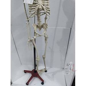 Articulated Human Skeleton Model with Stand (5 feet) - Laboratorydeal