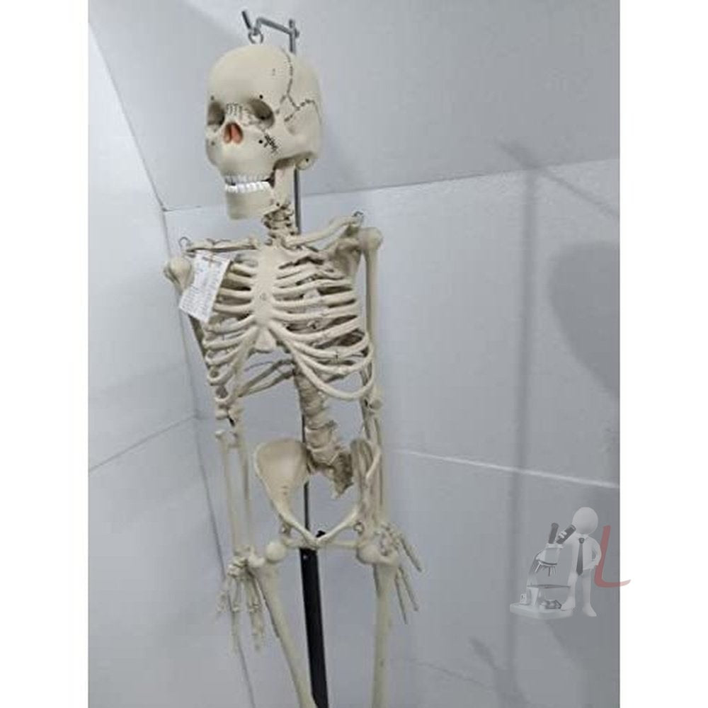 Articulated Human Skeleton Model with Stand (5 feet) - Laboratorydeal