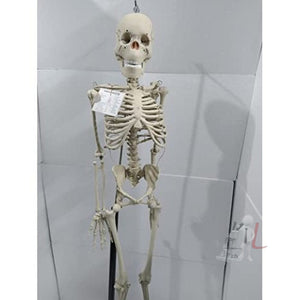 Articulated Human Skeleton Model with Stand (5 feet) - Laboratorydeal