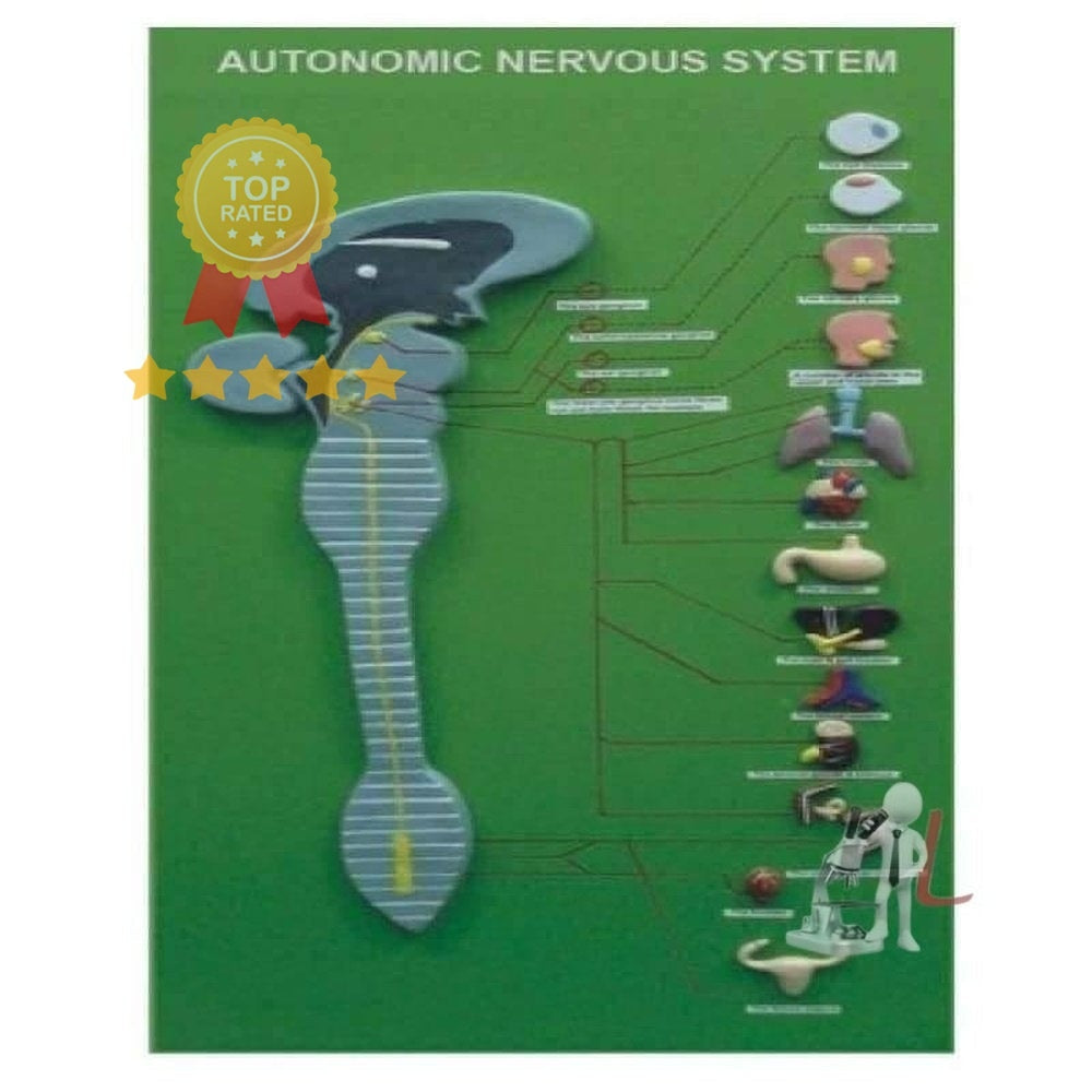Autonomic Nervous System - Laboratorydeal