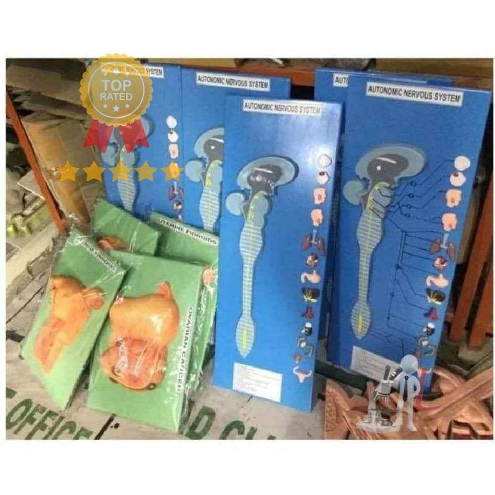 Autonomic Nervous System Model - Laboratorydeal