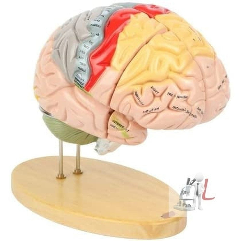 Brain Model Deluxe EnlScifaed 4 parts-
