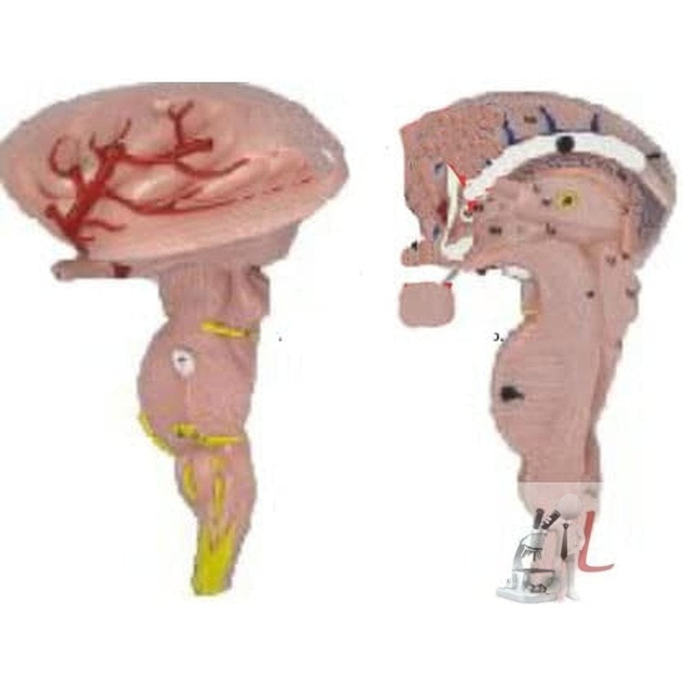 Brain Stem Model, EnlScifaed-
