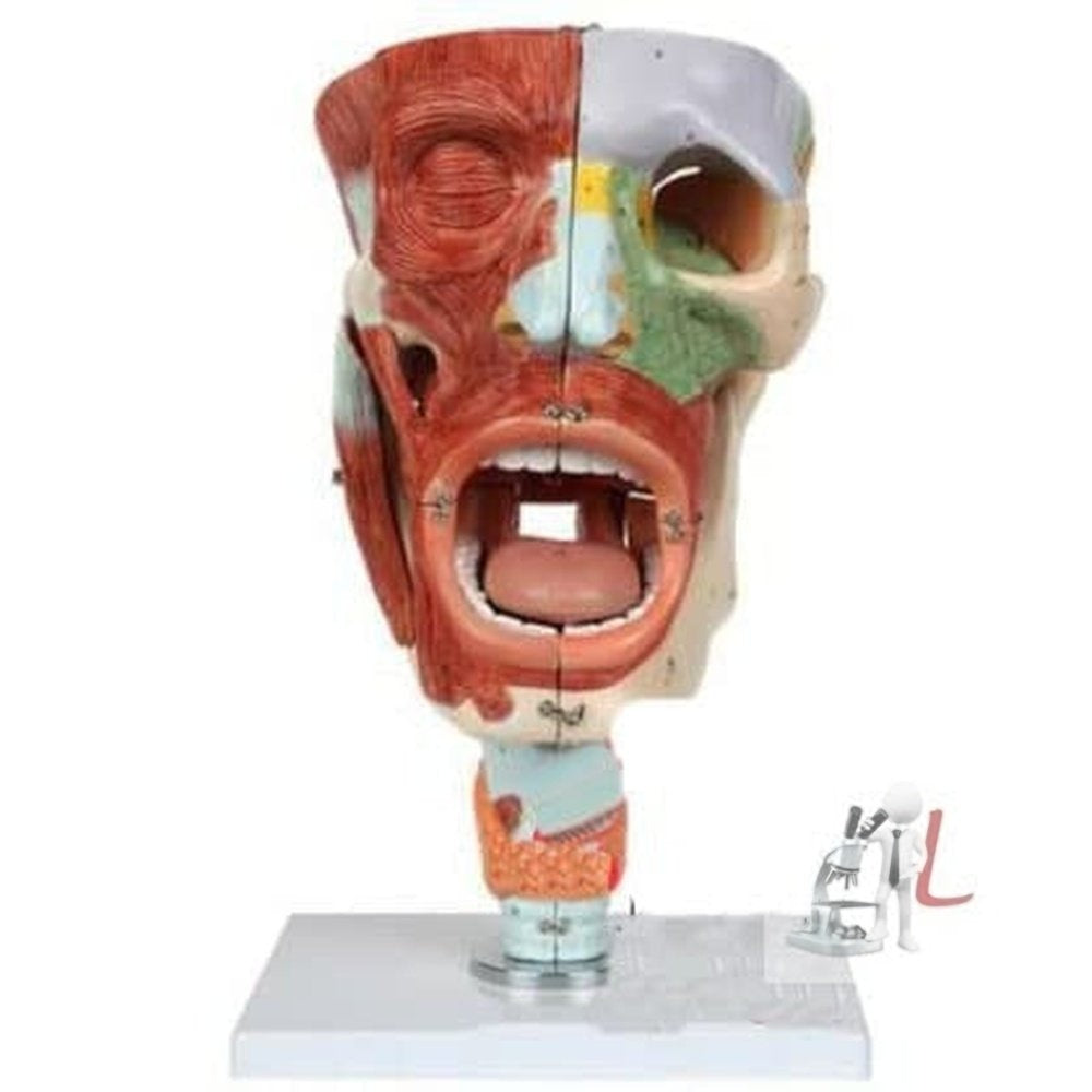 Cavities of Nose, Mouth, Throat, EnlScifaed-