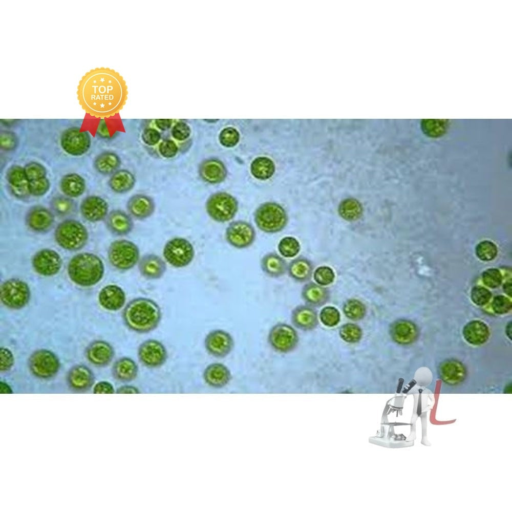 Chara Rep - Laboratorydeal