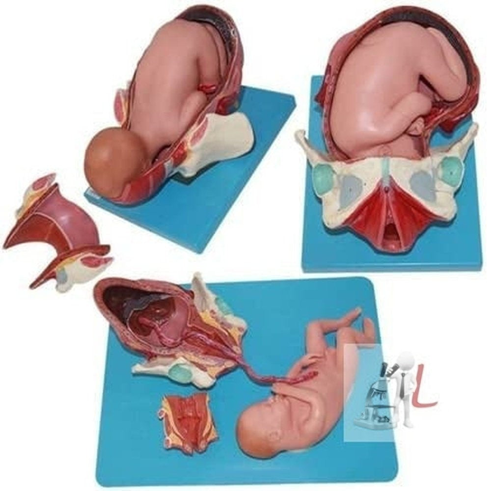 Child Birth Demonstration Model-