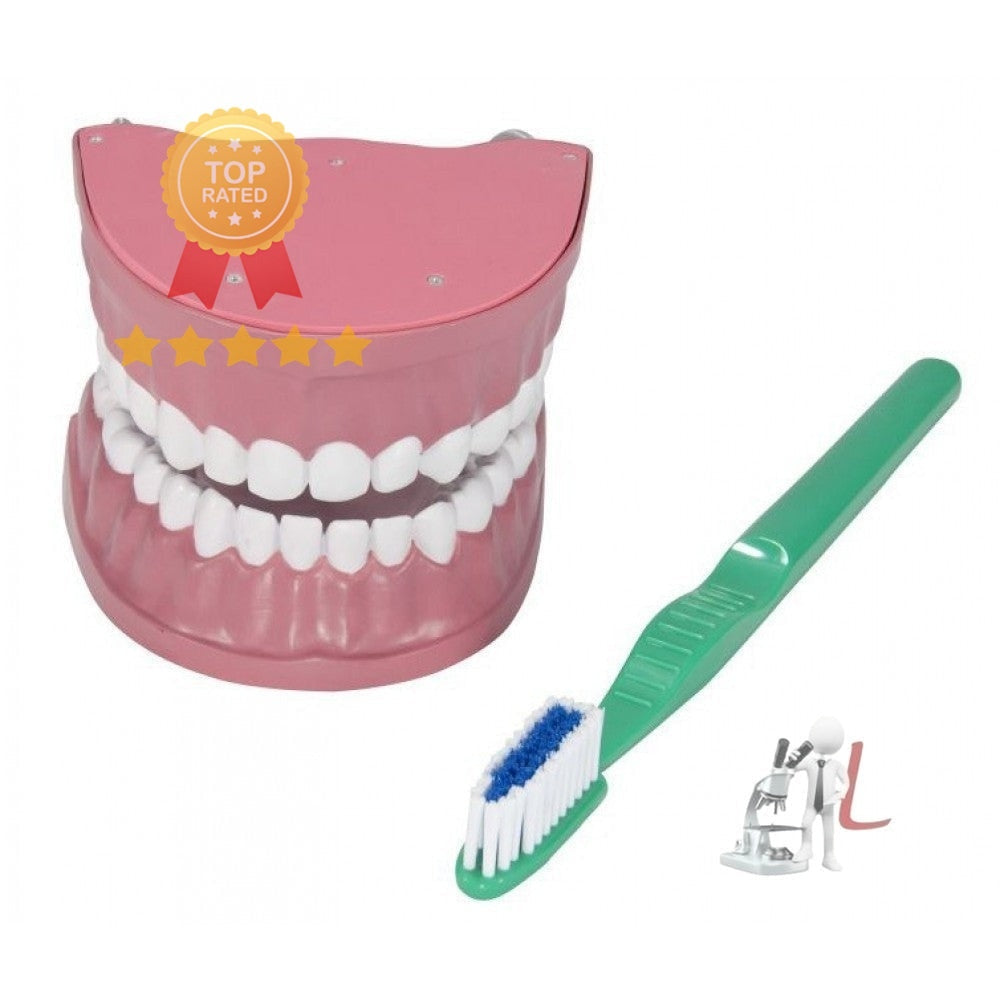 Dental Care Model - Laboratorydeal
