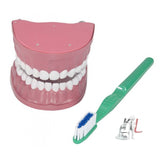 Dental Teeth Model- Dental Teeth Model