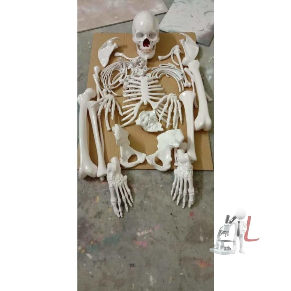 Dis-Articulated Human skeleton model - Laboratorydeal