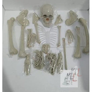 Dis-articulated Human Skeleton Anatomical Model 5 Feet - Laboratorydeal