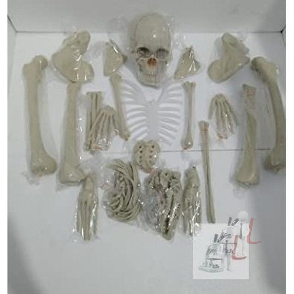Dis-articulated Human Skeleton Anatomical Model 5 Feet - Laboratorydeal