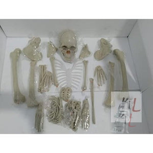 Dis-articulated Human Skeleton Anatomical Model 5 Feet - Laboratorydeal