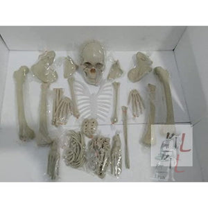 Disarticulated Human Skeleton Model 5 Feet - Laboratorydeal