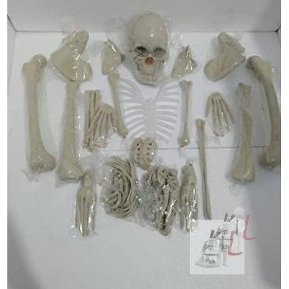 Disarticulated Human Skeleton Model 5 Feet - Laboratorydeal