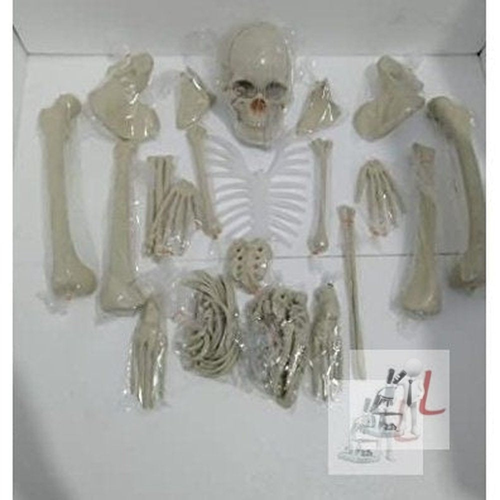 Disarticulated Human Skeleton Model (Bilateral) Life Bone Set for Medical Students (5 ft Tall)-