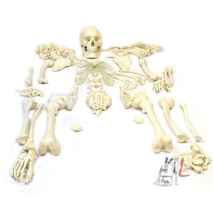 Disarticulated Human Skeleton Model (Bilateral) Life Bone Set for Medical Students (5 ft Tall)-