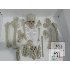 Disarticulated Human Skeleton Model (Bilateral) Life Bone Set for Medical Students (5 ft Tall)-