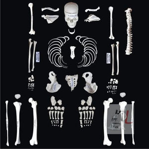 Disarticulated Skeleton Human (IMP.), Disarticulated Bone Set - Laboratorydeal