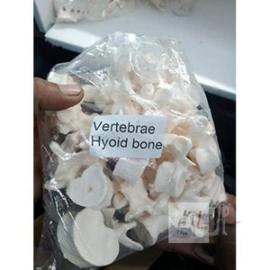 Disarticulated Skeleton Human (IMP.), Disarticulated Bone Set - Laboratorydeal