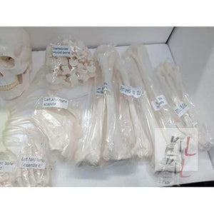 Disarticulated Skeleton Human (IMP.), Disarticulated Bone Set - Laboratorydeal